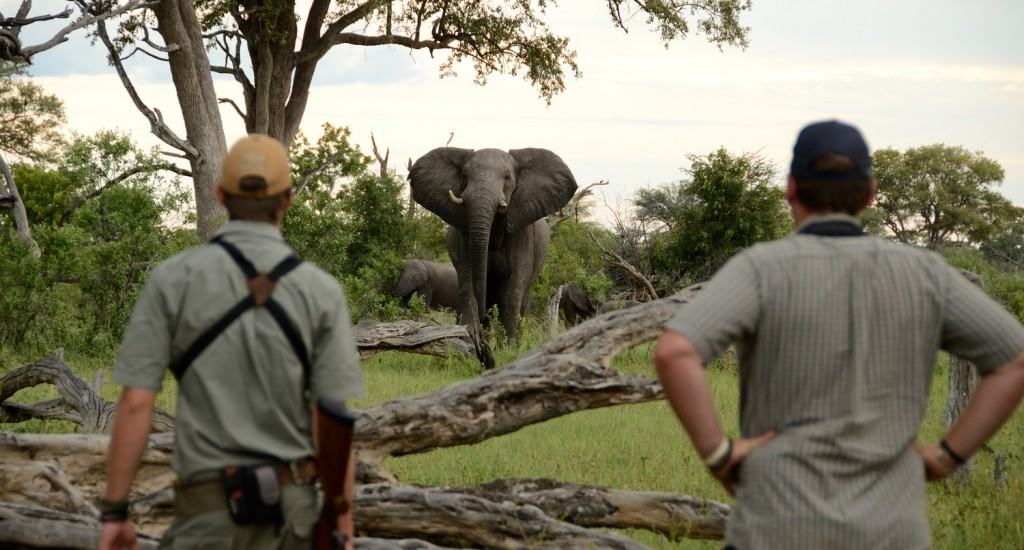 17_-_Imvelo_Safari_Lodges_-_Bomani_Tented_Lodge_-_Game_viewing_on_foot