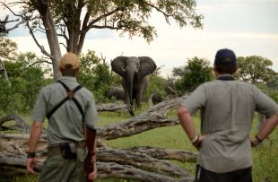 17_-_Imvelo_Safari_Lodges_-_Bomani_Tented_Lodge_-_Game_viewing_on_foot