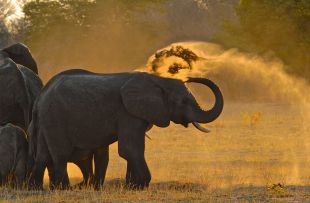 72_-_Imvelo_Safari_Lodges_-_Bomani_Tented_Lodge_-_Dust_bathing_at_Stoffies_Pan