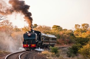 Bushtracks train