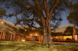 Camelthorn - main lodge (WETU)