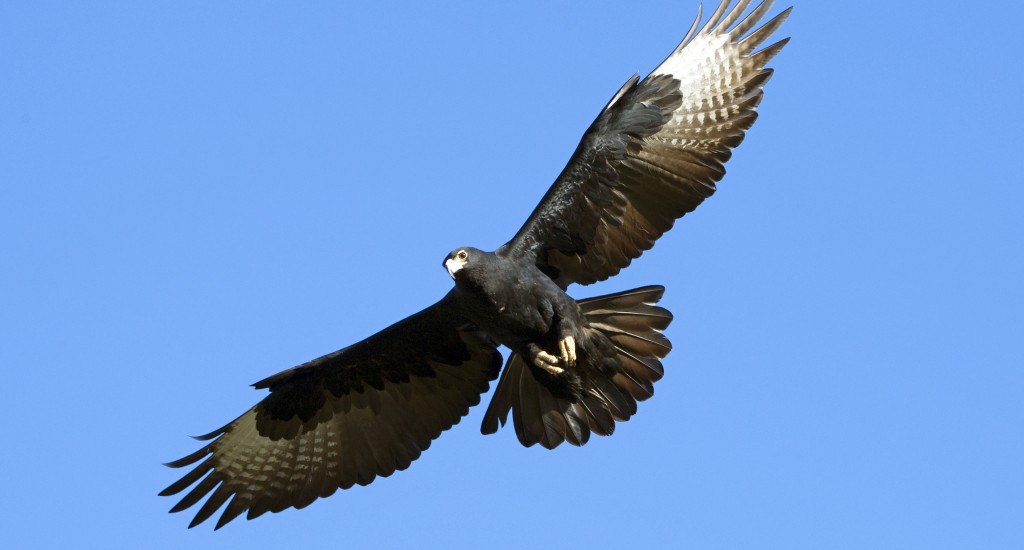 black eagle