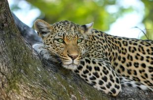 leopard-515509_1280 - Copy