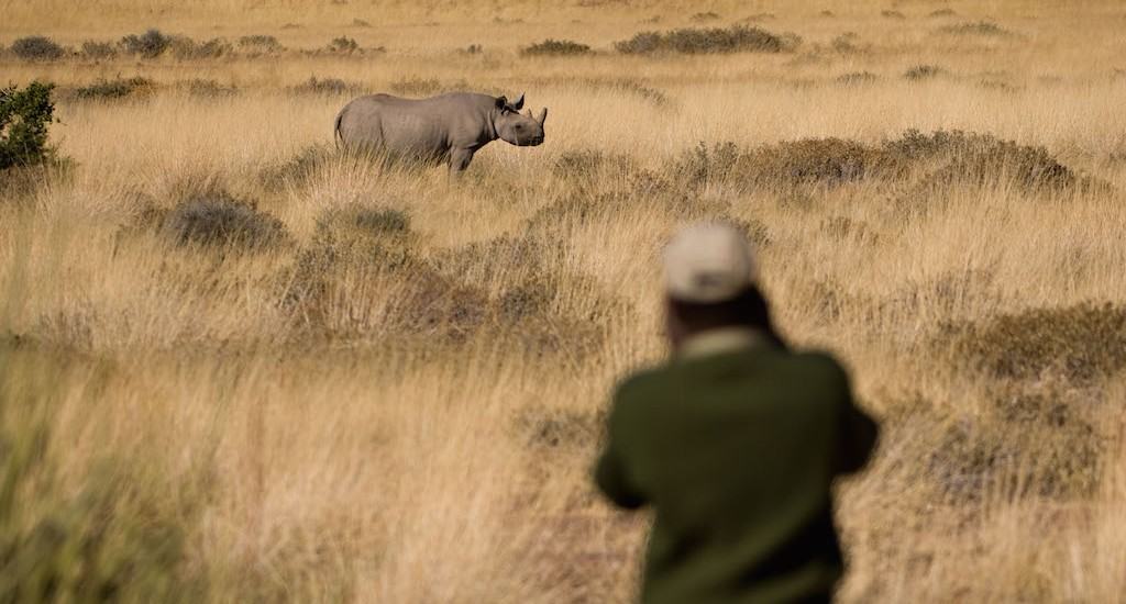 Black Rhino tracking in the Palmwag Concession, north west Namibia.