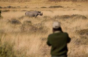 Black Rhino tracking in the Palmwag Concession, north west Namibia.